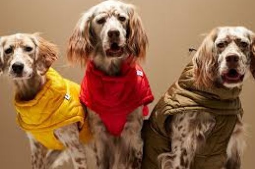 Best Dog Hoodies for Winter – Keep Your Pet Warm